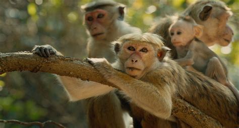 monkey kingdom play for money  While Maya, the monkey who's presented as the main character of the story, and her baby remain safe, other members of her clan of macaques